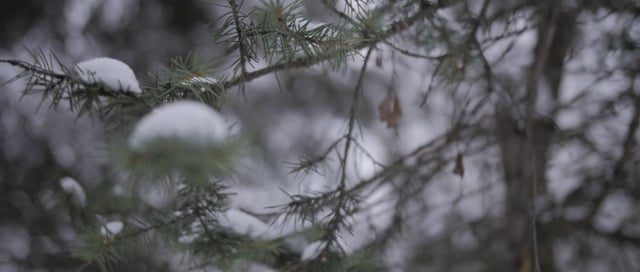 Свадьба Вадима и Елены