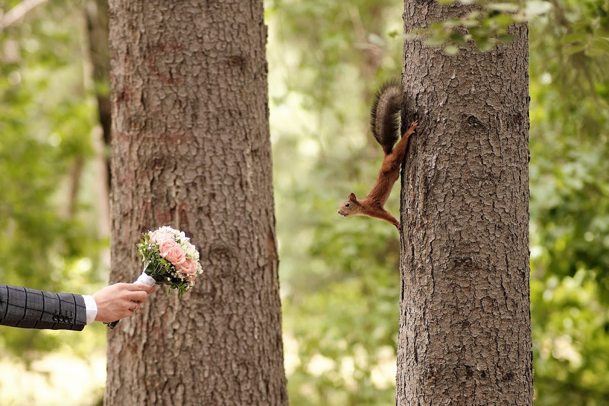 Портфолио: Свадьба