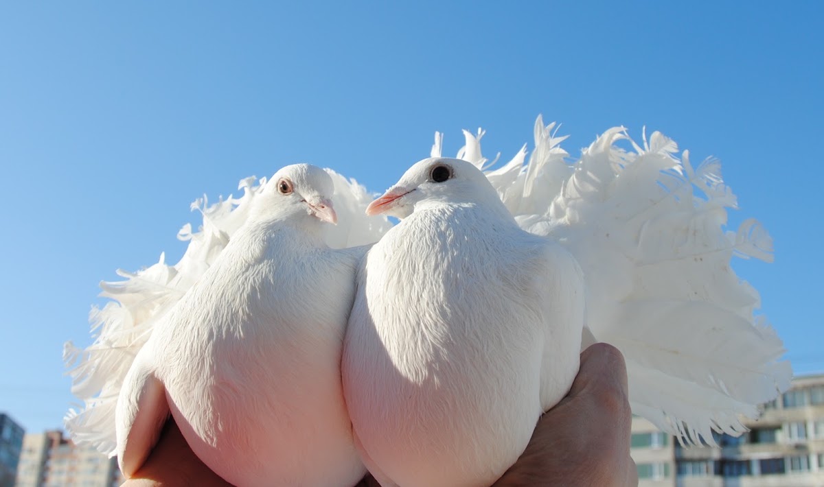 Фотографии