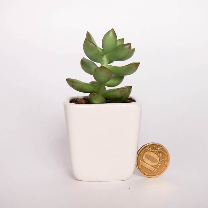 Good Ceramics — кадр 3 из 3