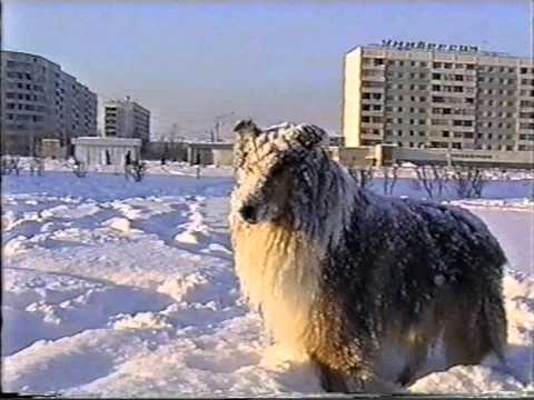 Портфолио: Животные