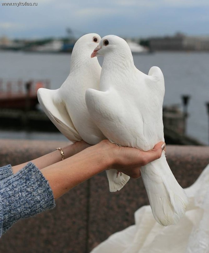 Кадр 52 из 63