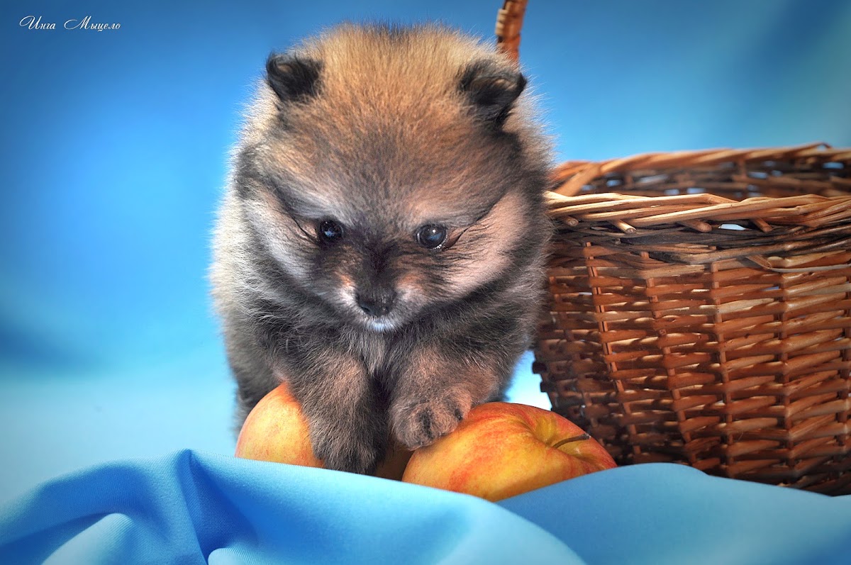 Съёмка животных.