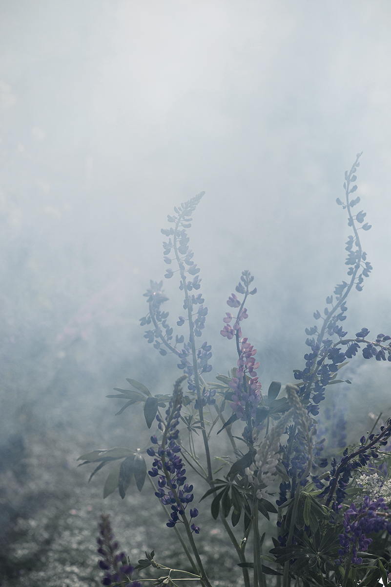 Секретный сад
