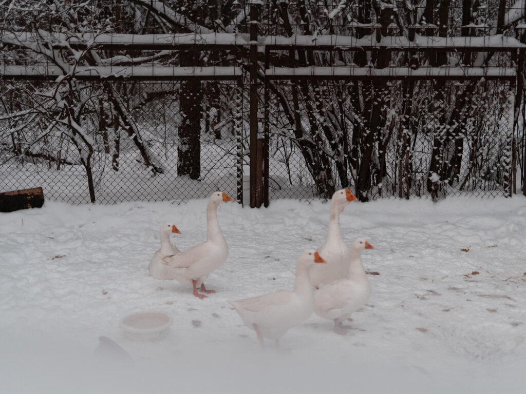 Свадьбы