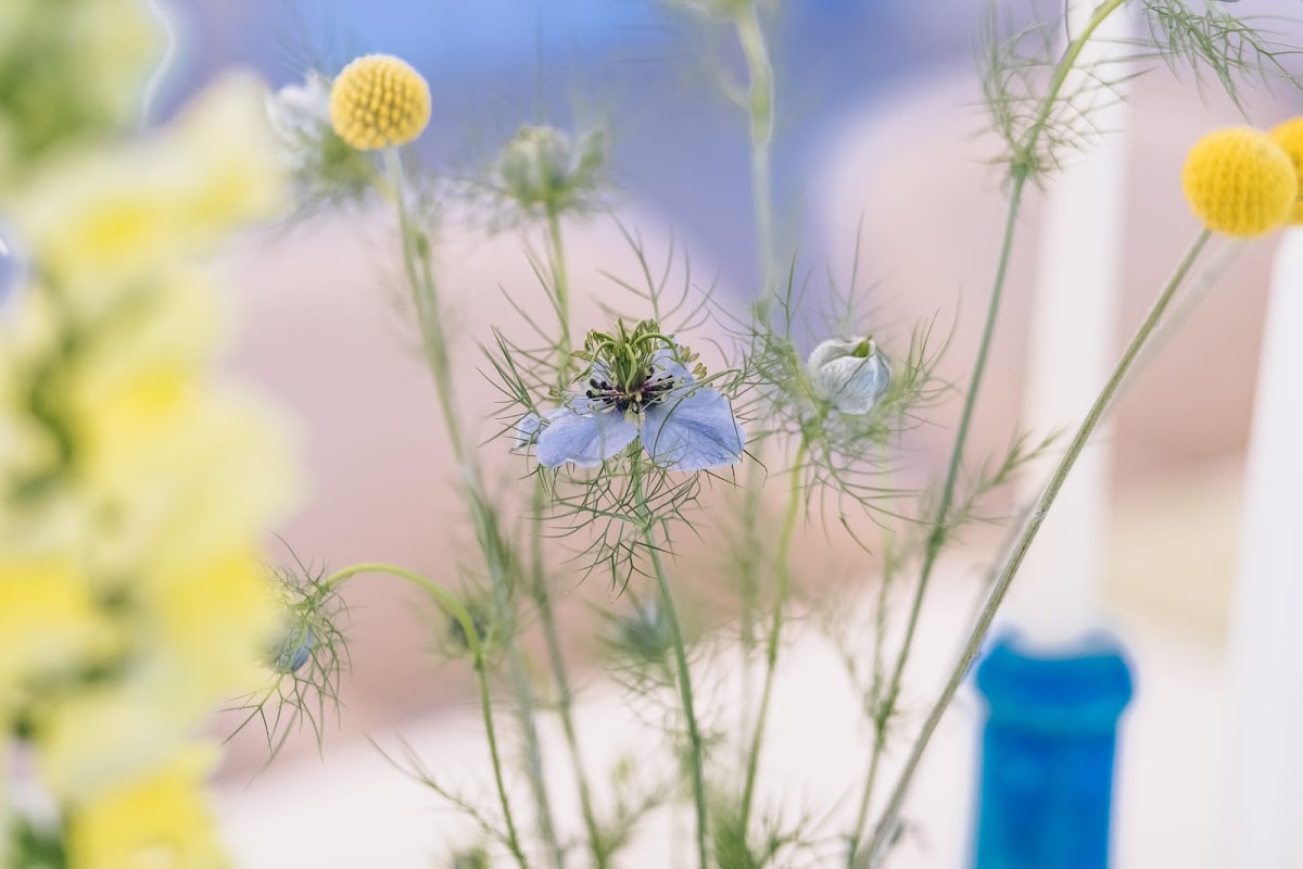 Garden Glass