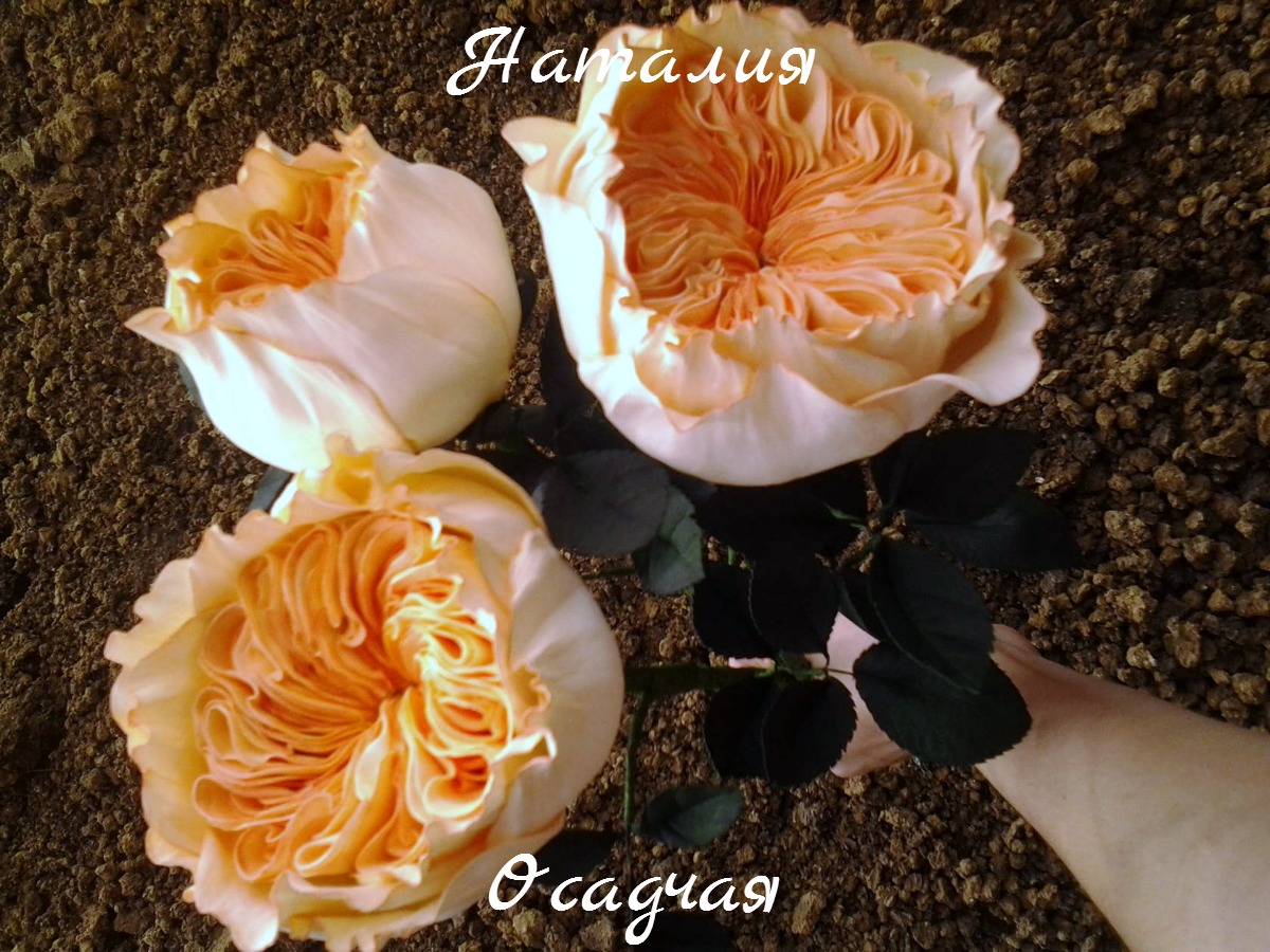 Кадр 55 из 103