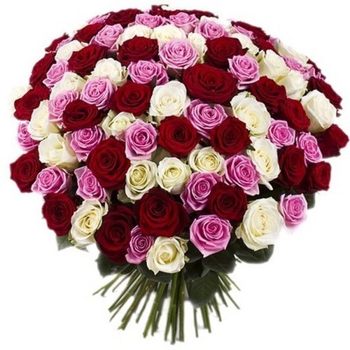 Rose Every day