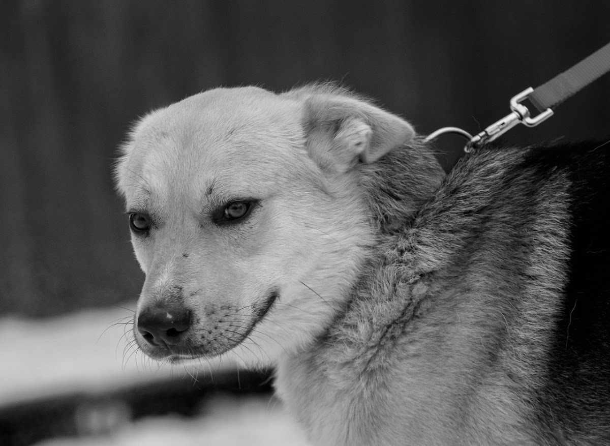 Портфолио: Животные