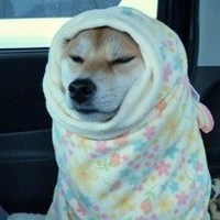 Дарья Локтева