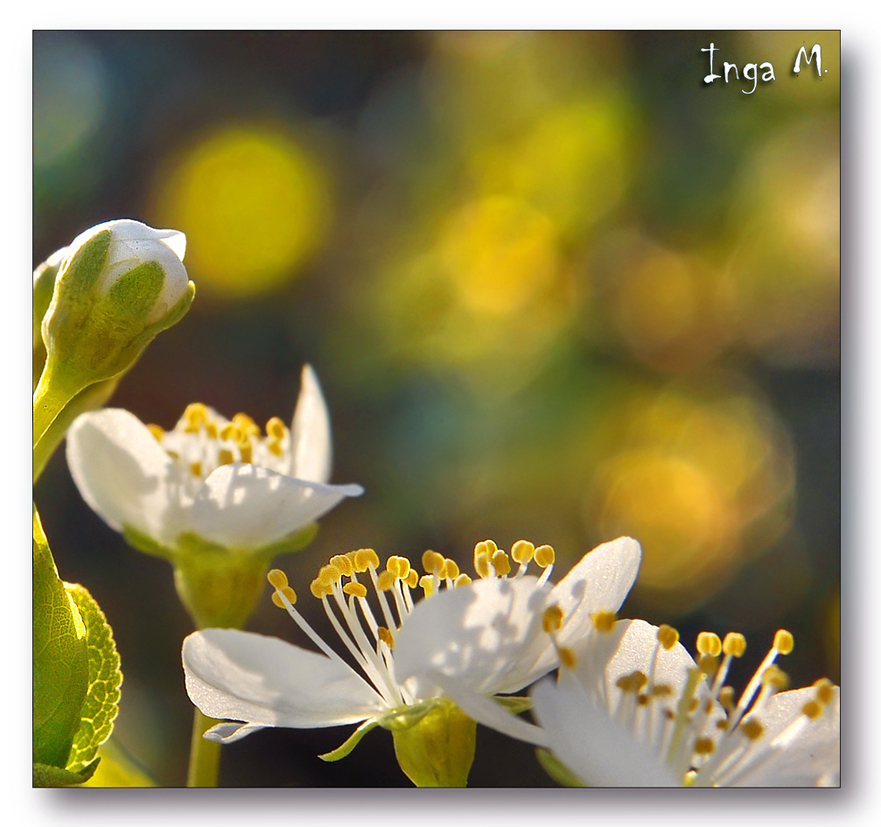 Природа