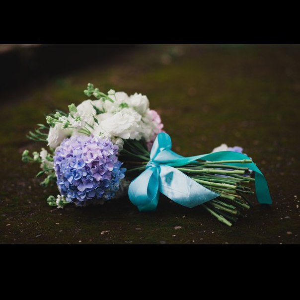 Olivia floristic