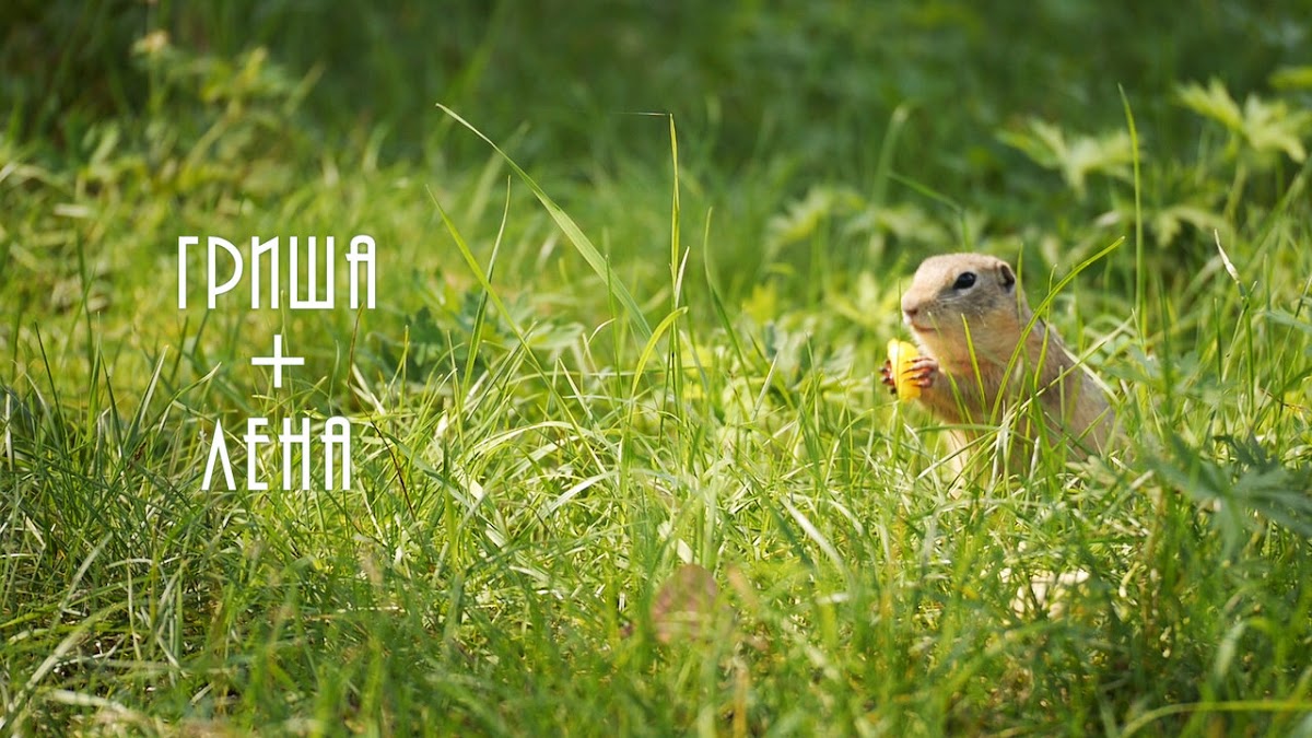 Портфолио: Свадьба