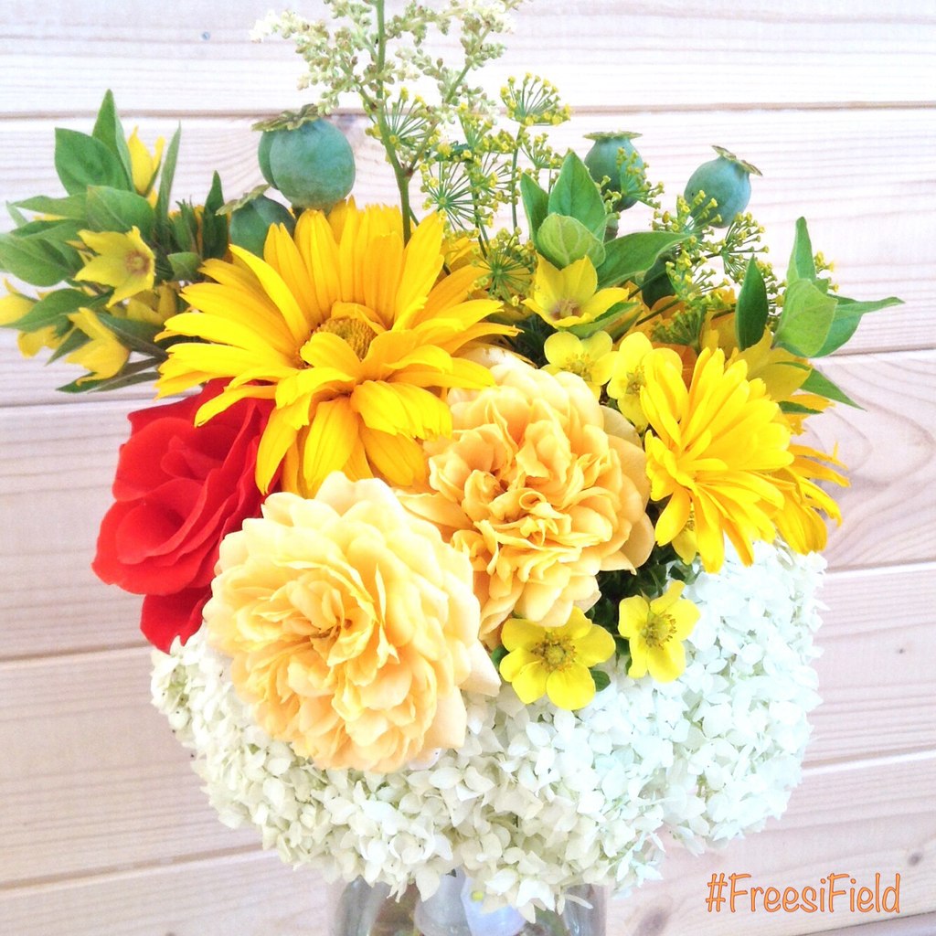FreesiField