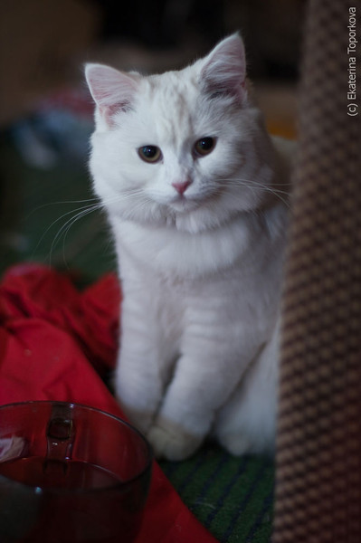 Ирина Солнцева