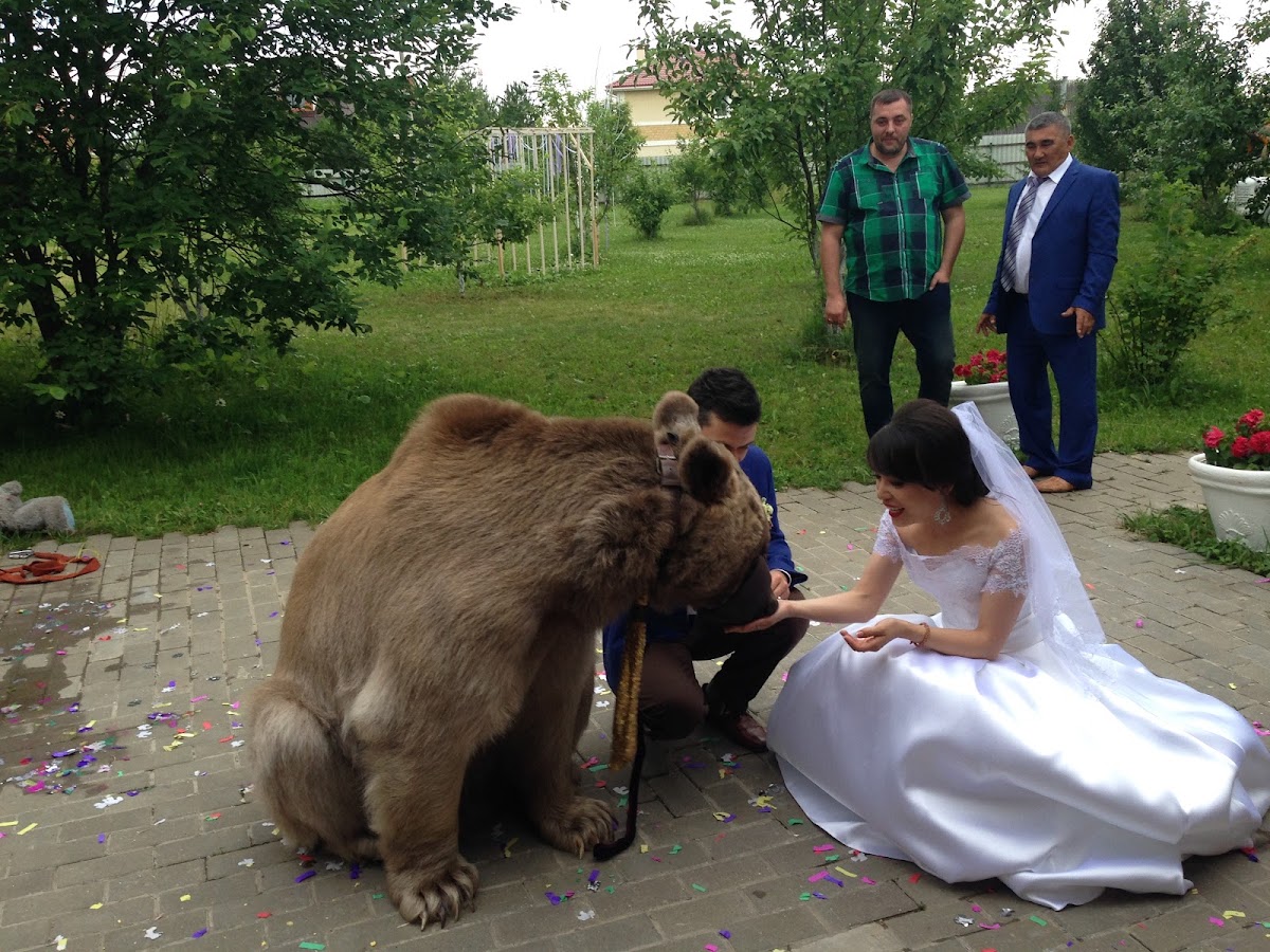 Свадьба и Медведь или зачем медведь на свадьбе )))