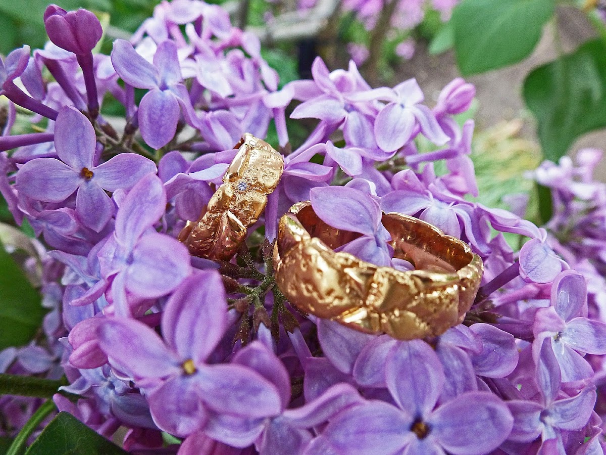 Blooming garden