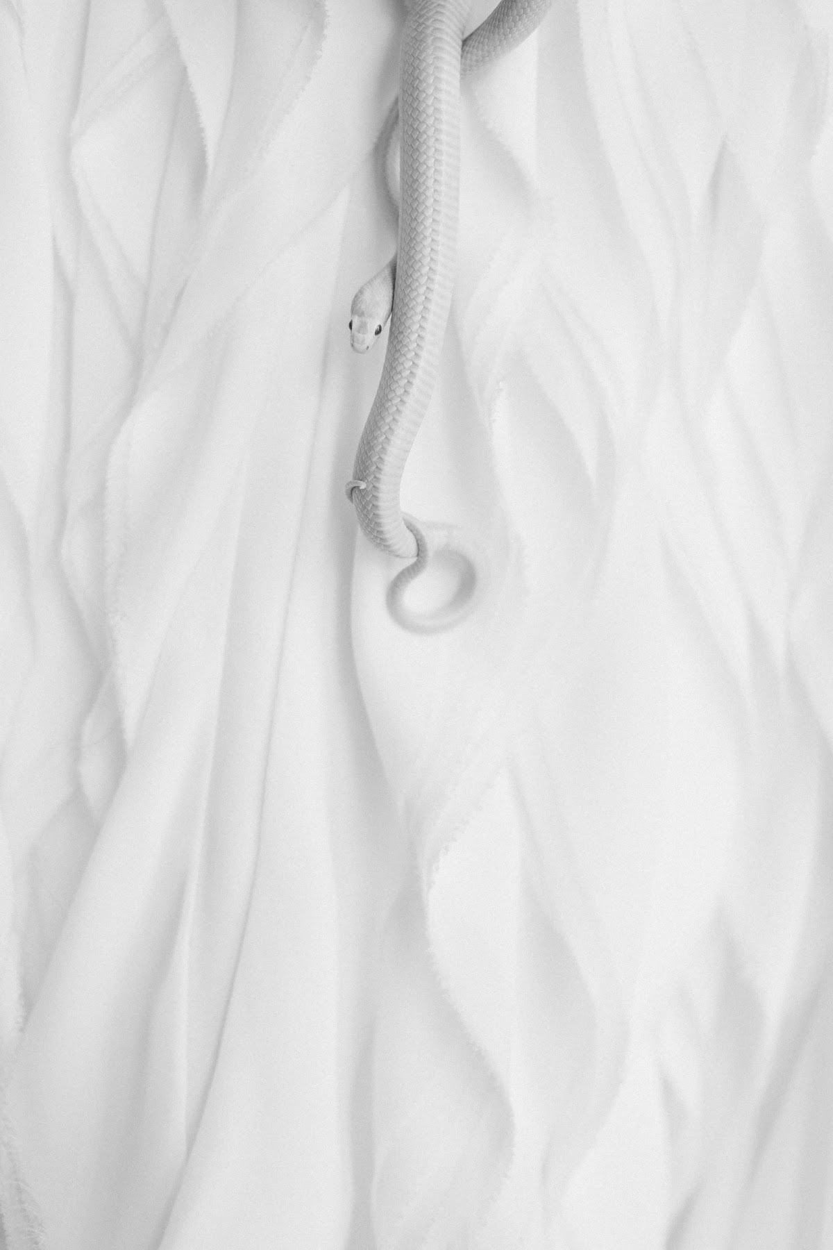 White forest inspiration