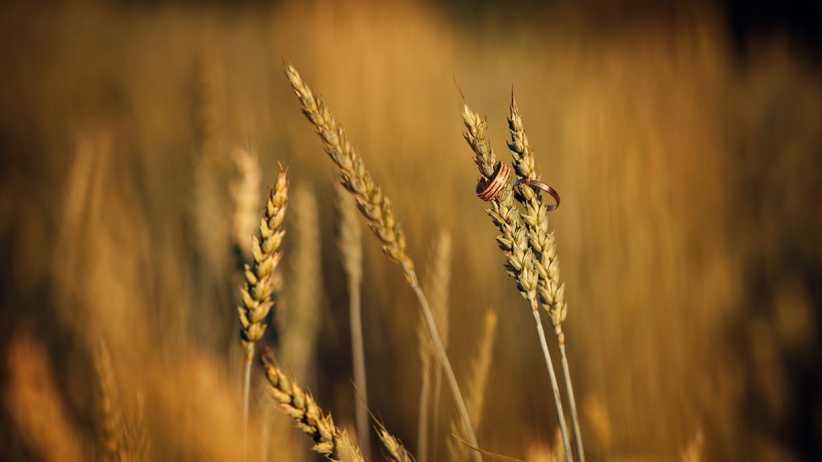 Кадр 36 из 36