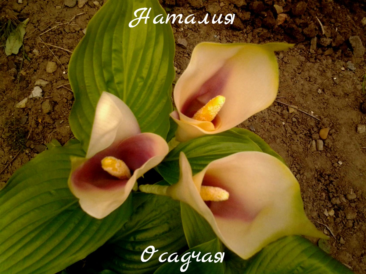 Кадр 40 из 103