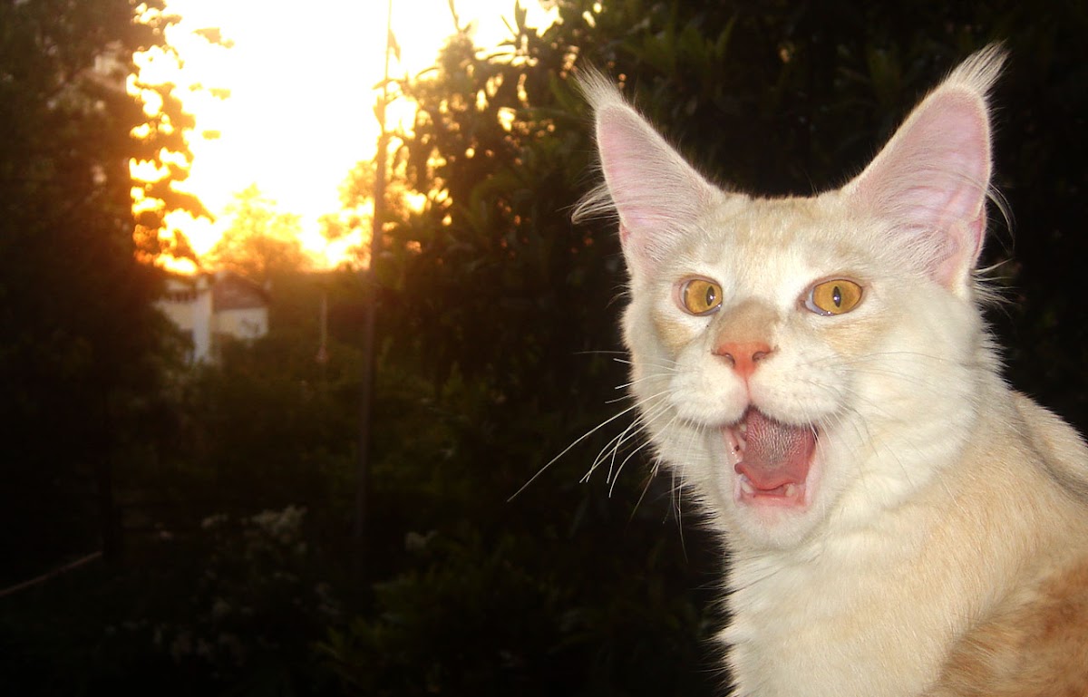 «Котэ»
