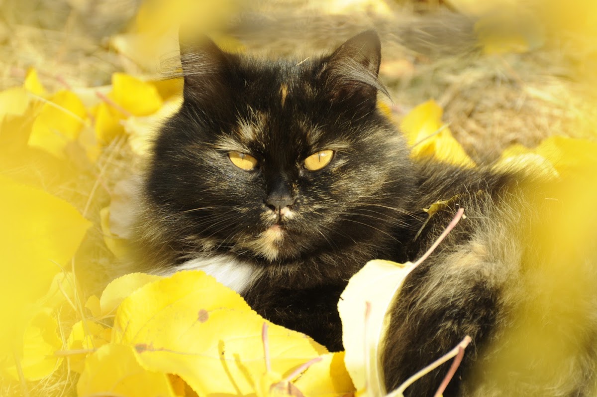 «Котэ»