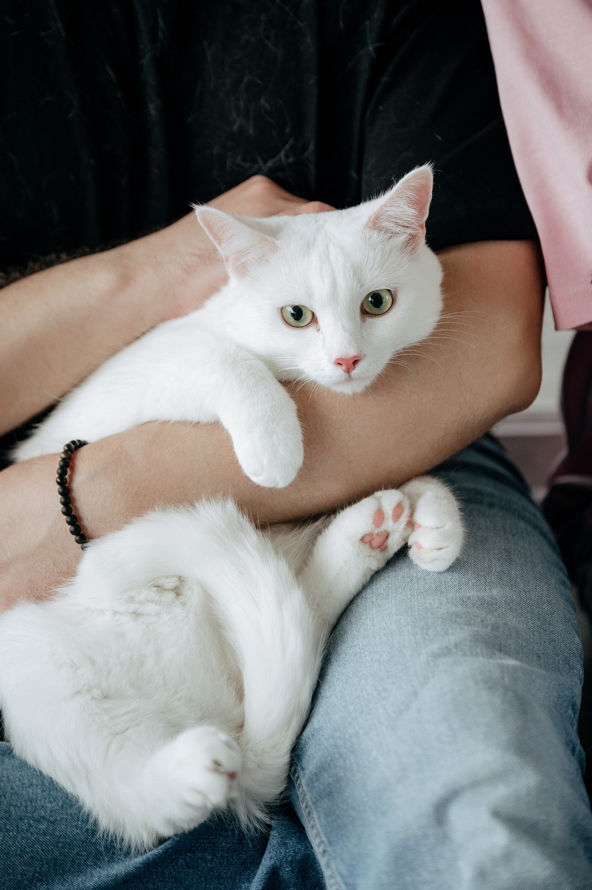 Love story с котами