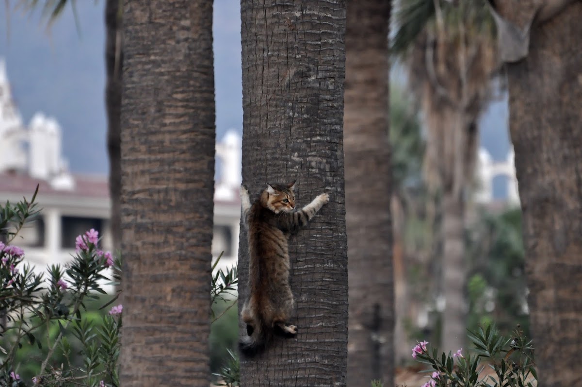«Котэ»