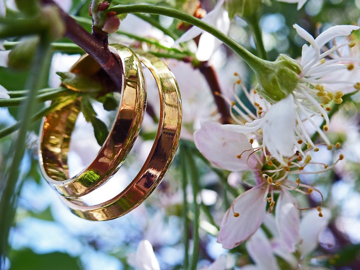 Blooming garden