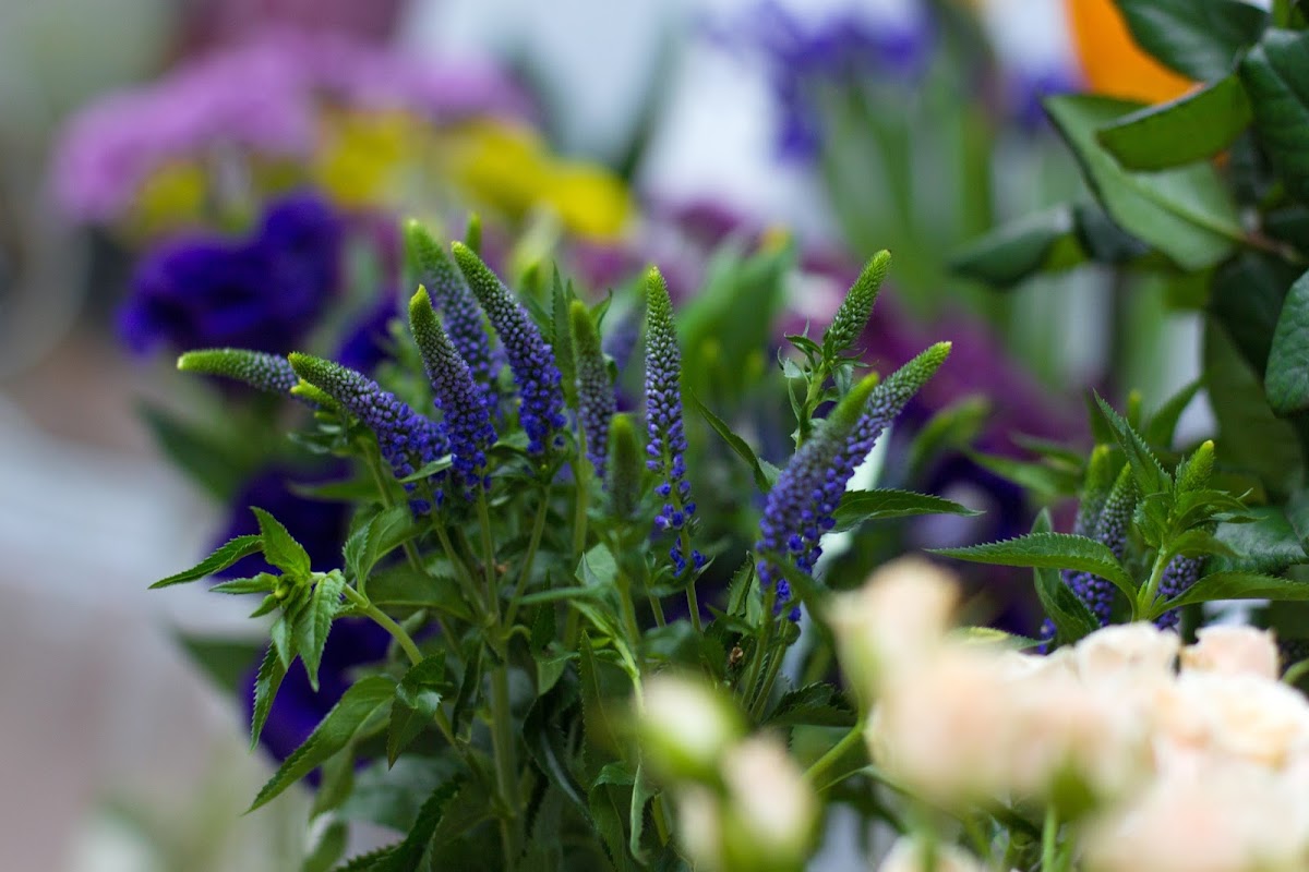 Открытие цветочного салона Malina flowers