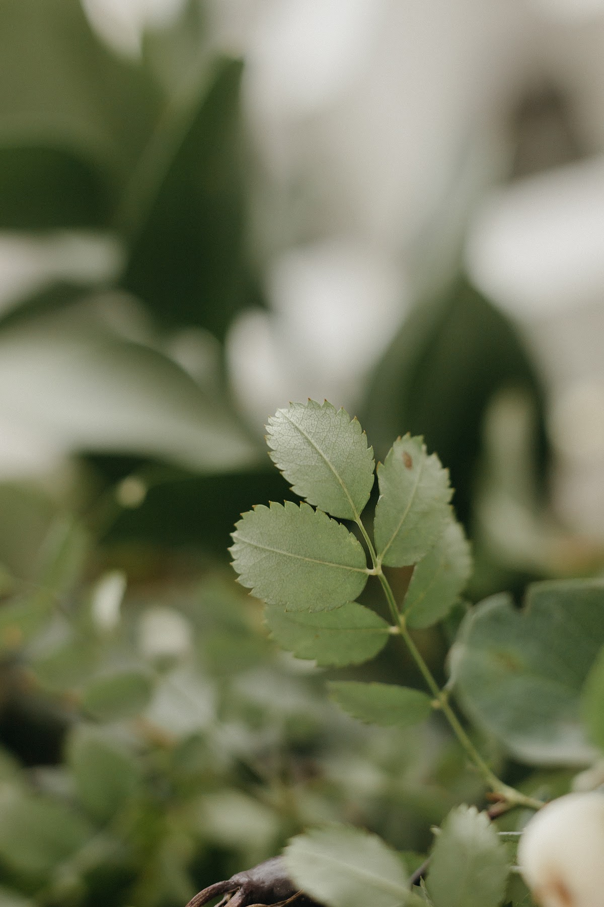 Свадебное Оформление GREEN
