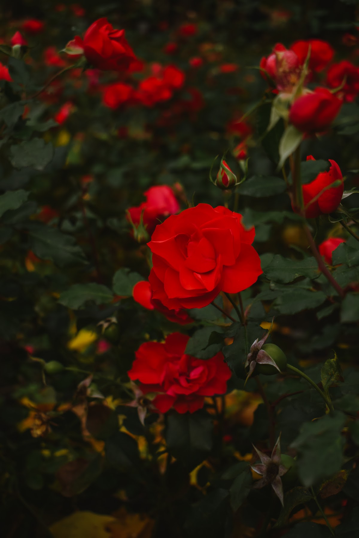 Портфолио: Love story