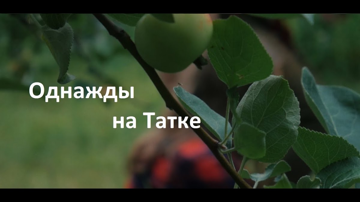 Портфолио: Свадьба