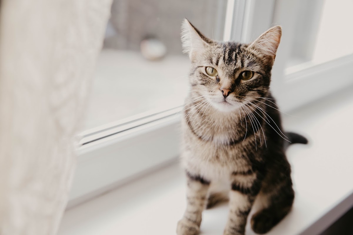 Котики вписанные в круг