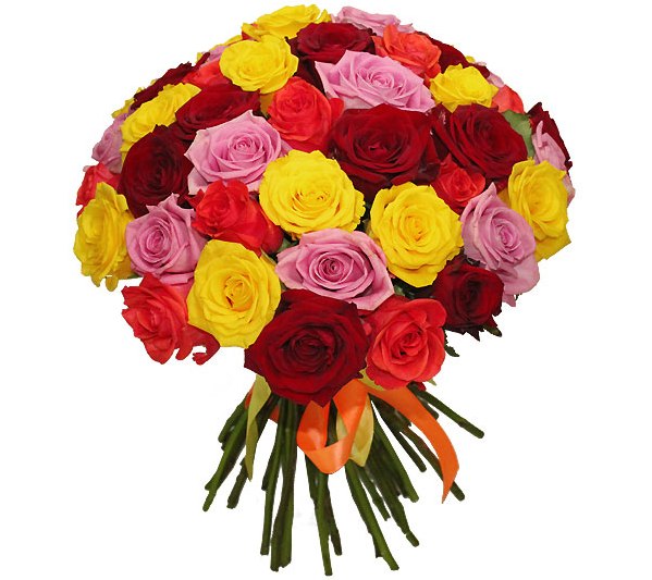 Rose Every day