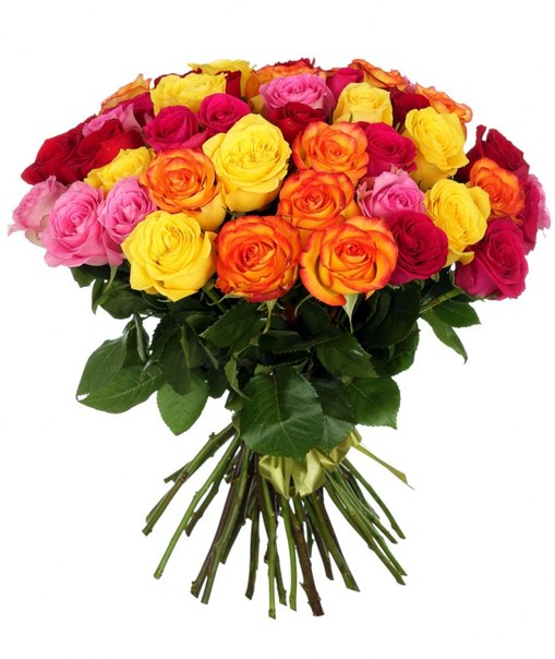 Rose Every day