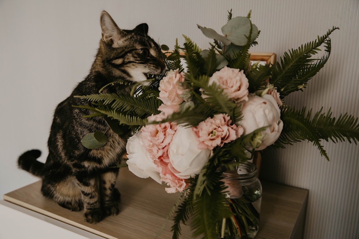Котики вписанные в круг