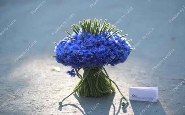 Flowers by Luiza