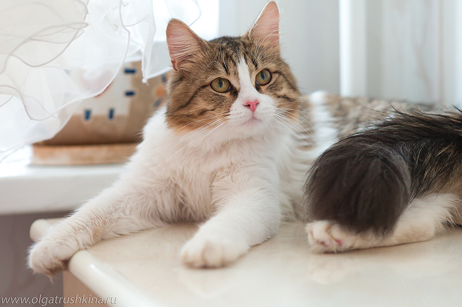Свадебный отчёт