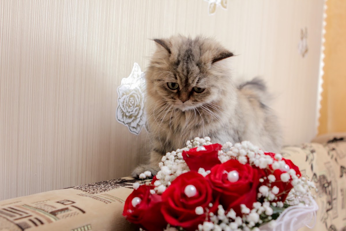 Свадебный отчёт