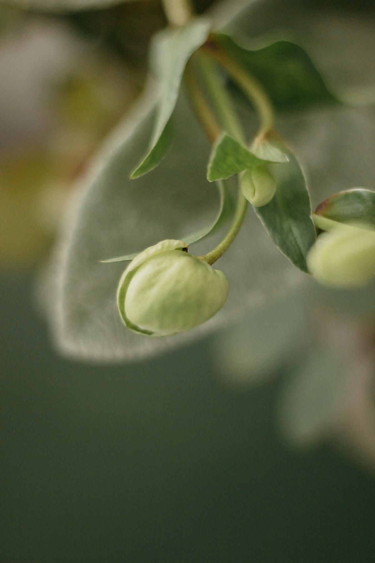 Свадебное Оформление GREEN
