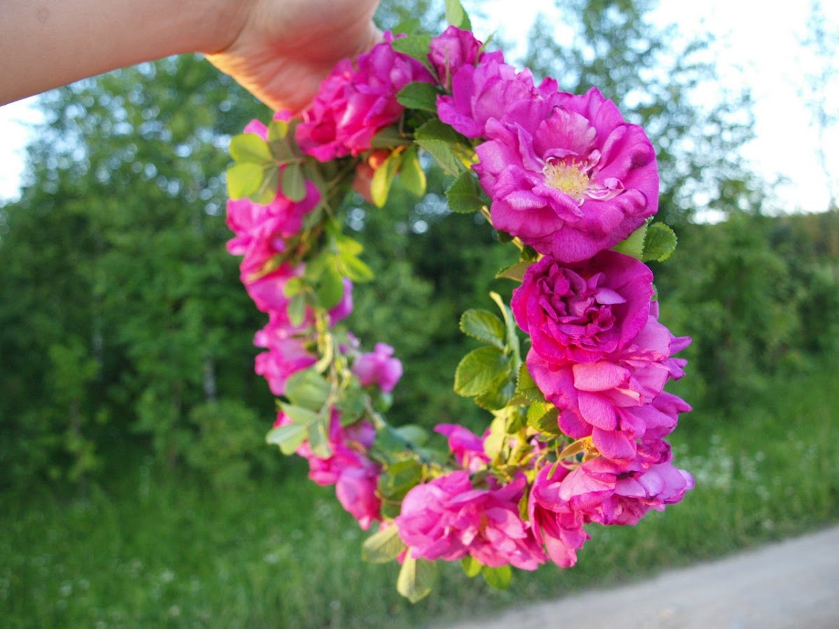 Peach Flower