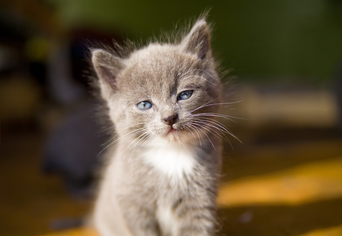 «Котэ»