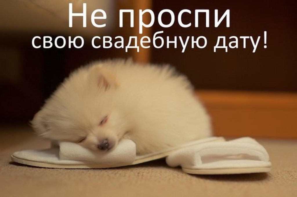 Портфолио: Оформление свадебного зала