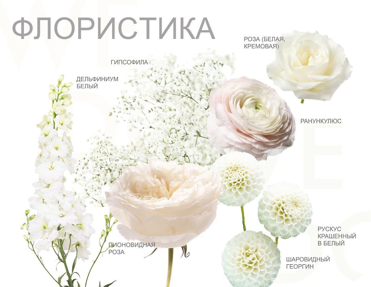 Проект Total White