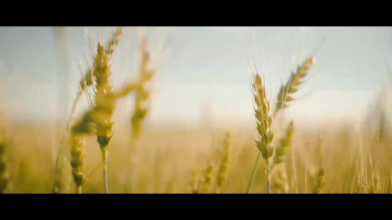 Портфолио: Свадьба