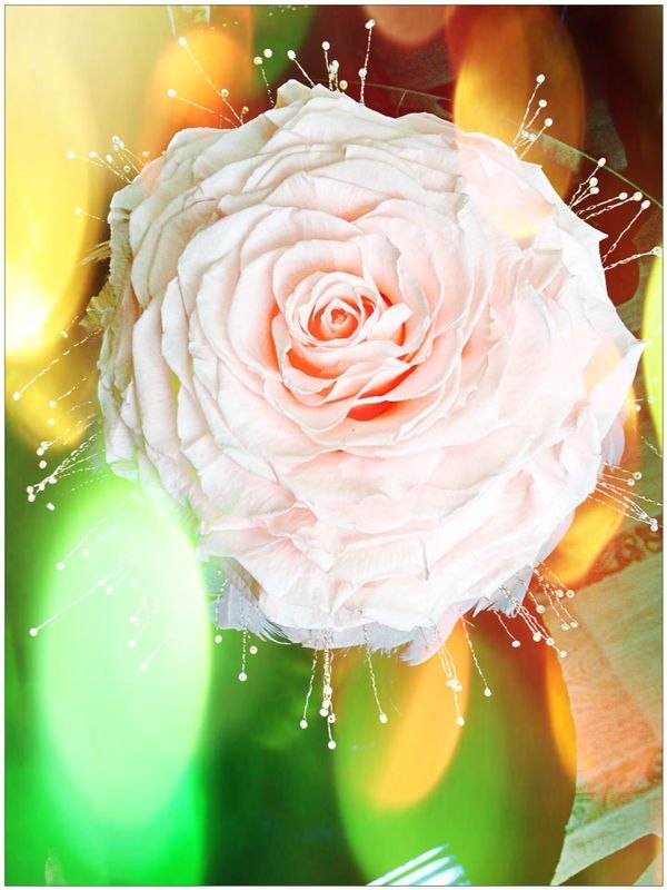 Belle flower