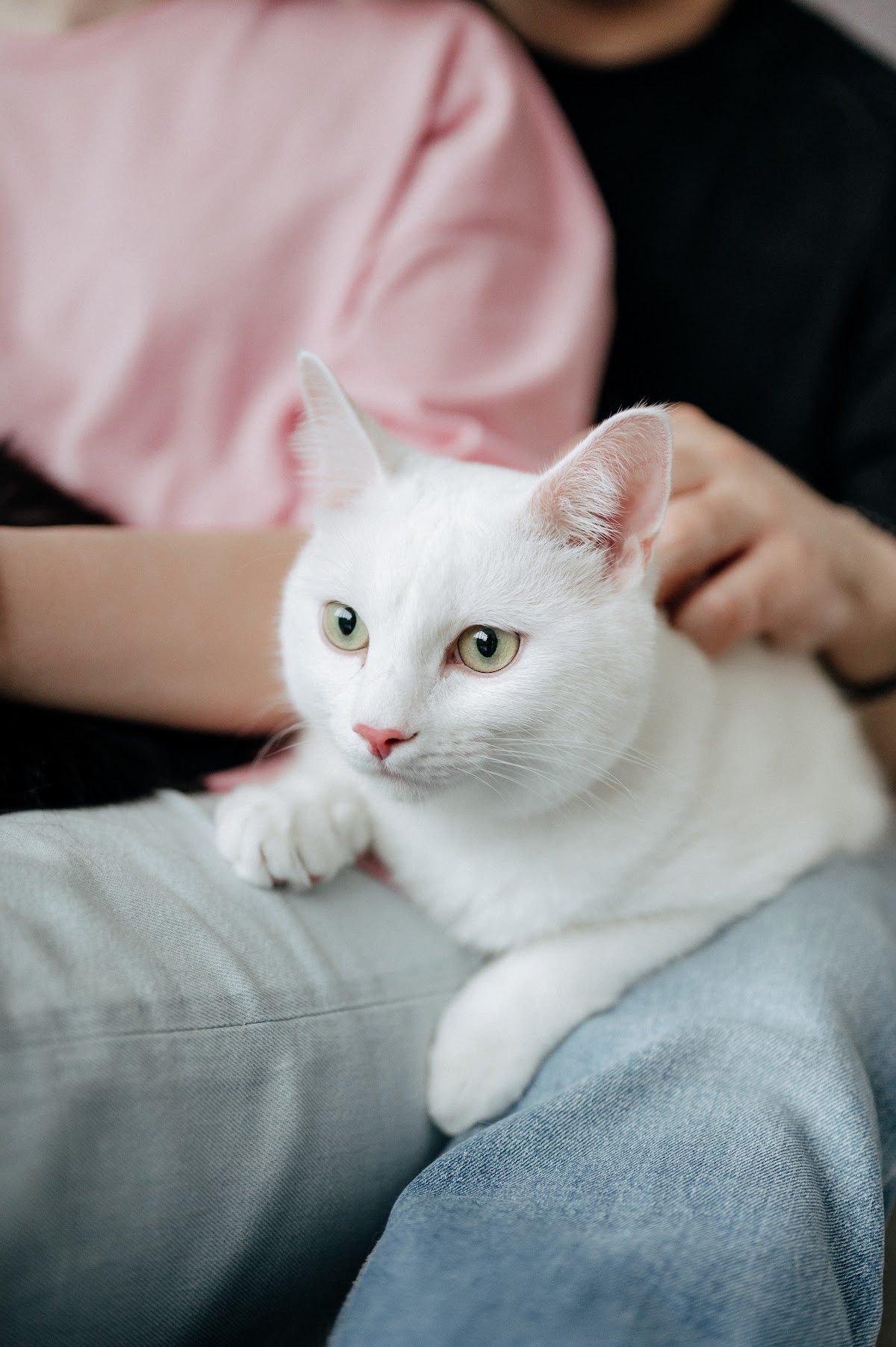 Love story с котами