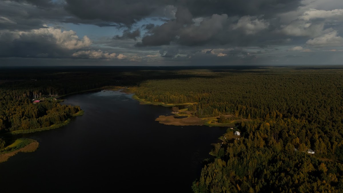 Хвоя