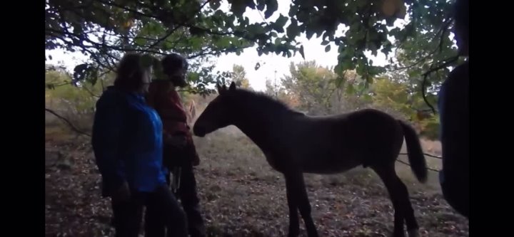 Podarok song